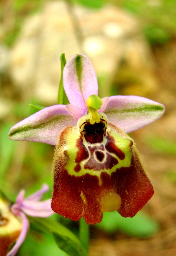 Ophrys Calliantha e Ophrys da determinare